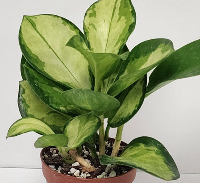 2" Hoya Australis Lisa